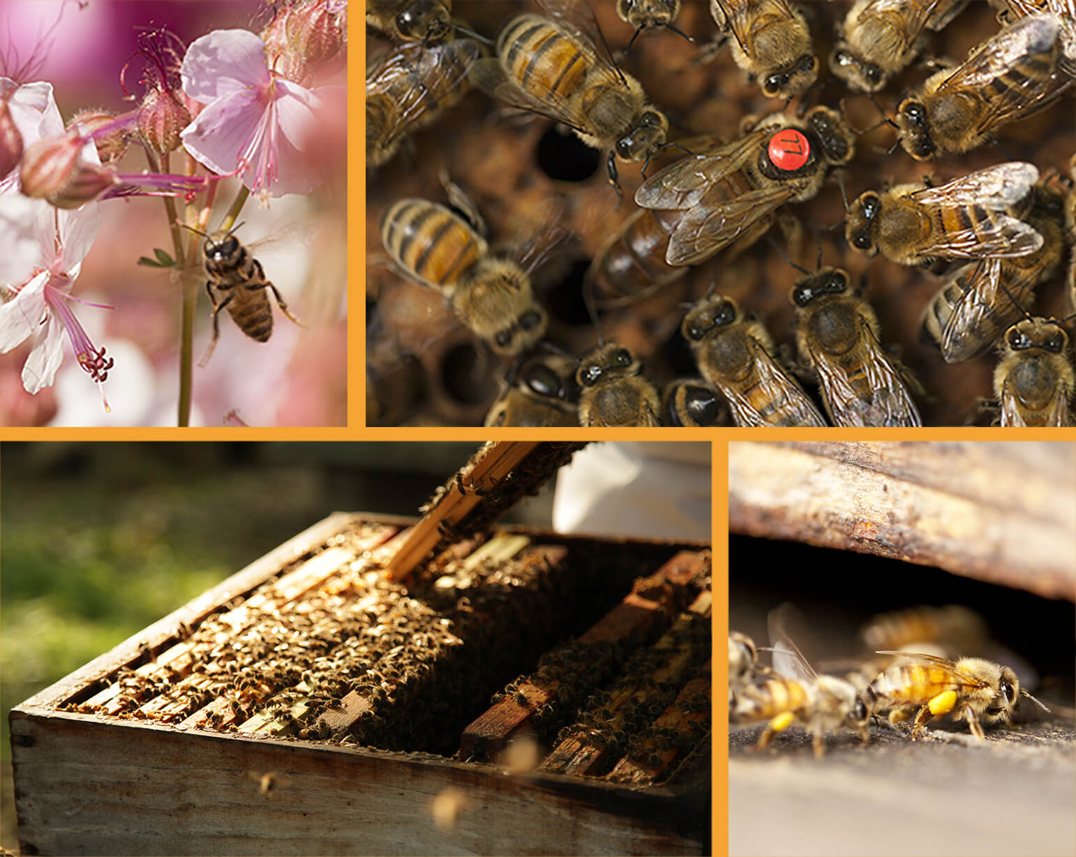 Les abeilles et la nature