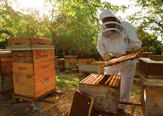vente en ligne du miel par la coopérative des compagnons du miel