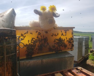 Visite des ruchers