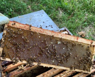 Rencontre avec les abeilles