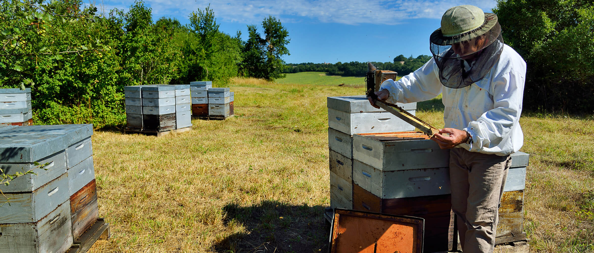 L'apiculteur : un passionné !