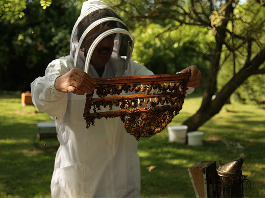 La visite des ruches