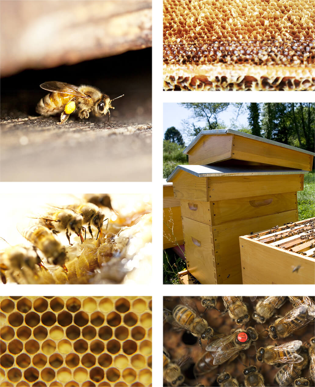 Les différents métiers d'une abeille
